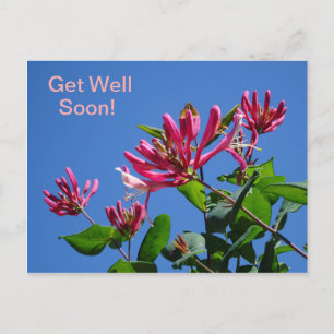 Honeysuckle -Get Well bald on-Postcard Postkarte