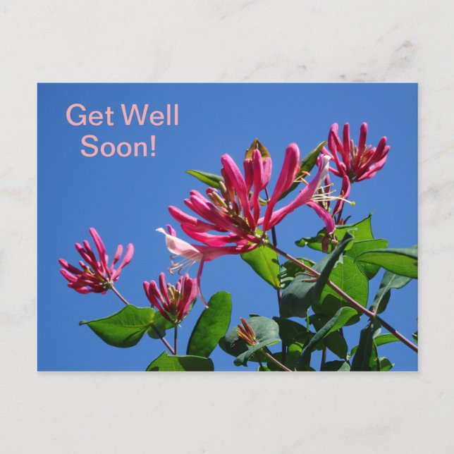 Honeysuckle -Get Well bald on-Postcard Postkarte (Vorderseite)