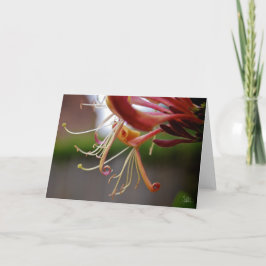Honeysuckle [Grußkarte] Karte