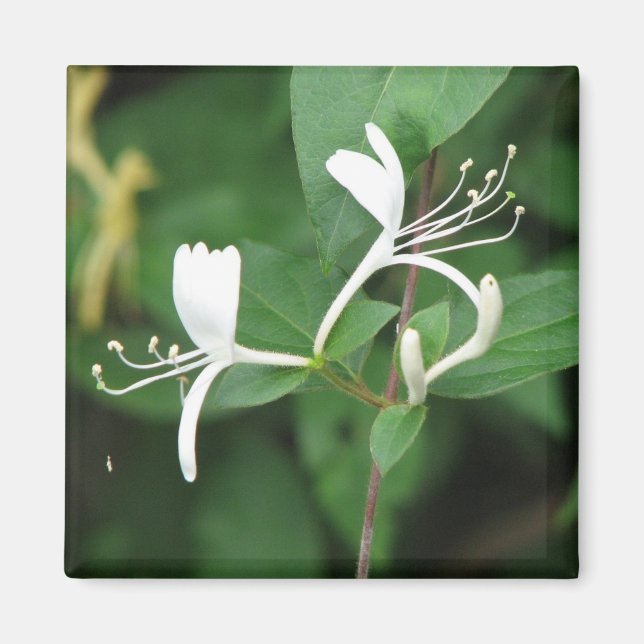 Honeysuckle Magnet (Vorne)