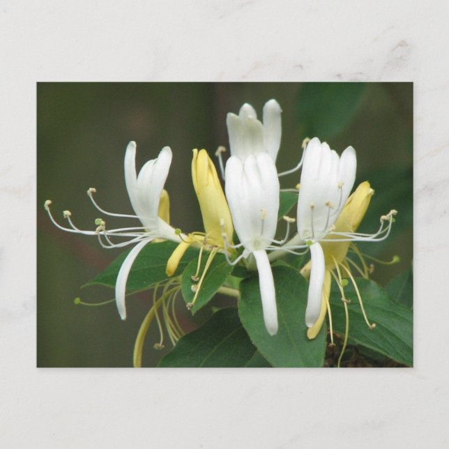 Honeysuckle Postkarte (Vorderseite)