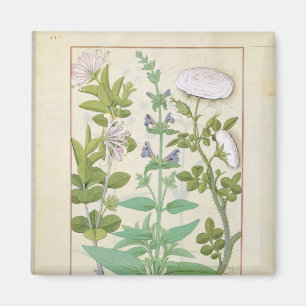 Honeysuckle, Sage und Rose Magnet