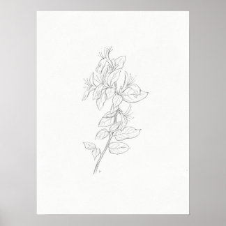 Honeysuckle Sketch Art Print Poster