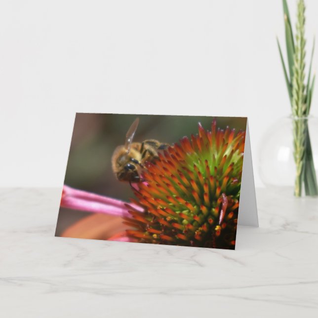 Honig-Biene auf Coneflower Gruß-Karte Karte (Vorderseite)