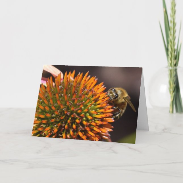 Honig-Biene auf Coneflower Gruß-Karte Karte (Vorderseite)