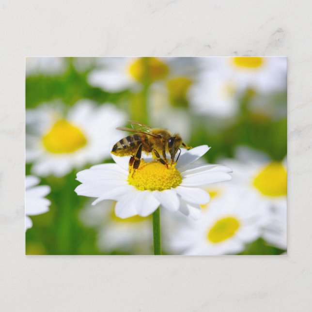 Honig-Biene auf Gänseblümchen Postkarte (Vorderseite)