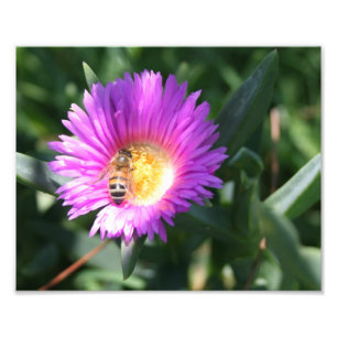 Honig-Biene auf rosa Gänseblümchen - 10 x 8 Fotodruck