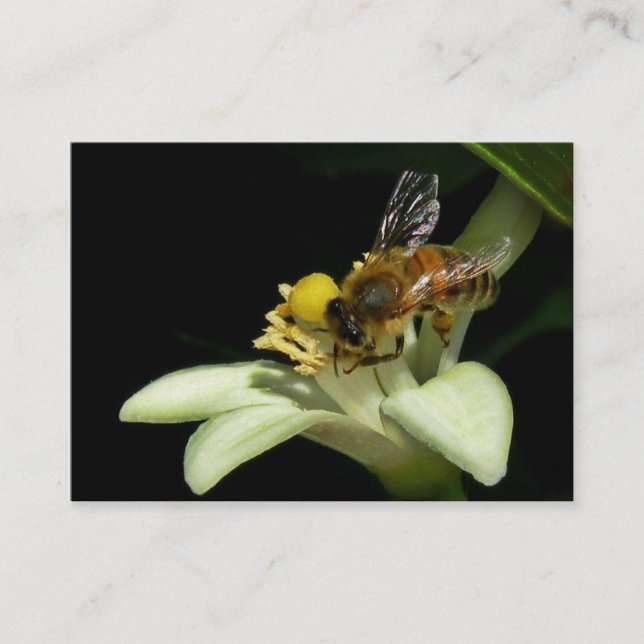 Honig-Biene auf Zitronen-Blüte ATC-Karte Visitenkarte (Vorderseite)