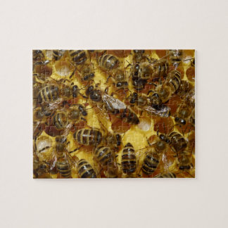 Honig-Bienen im Bienenstock mit Königin in der