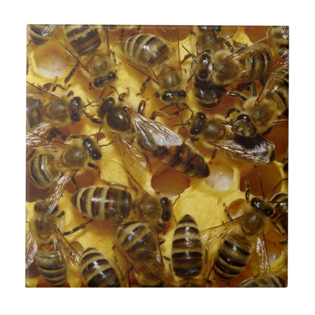Honig-Bienen im Bienenstock mit Königin in der Fliese (Vorderseite)