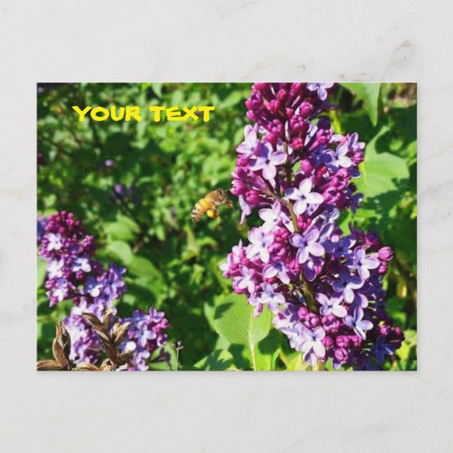 Honig-Bienen-Liebe-Fliedern Postkarte (Vorderseite)