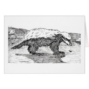 Honig-Dachs oder Ratel