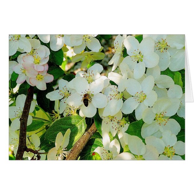 Honig machen (Vorderseite (Horizontal))