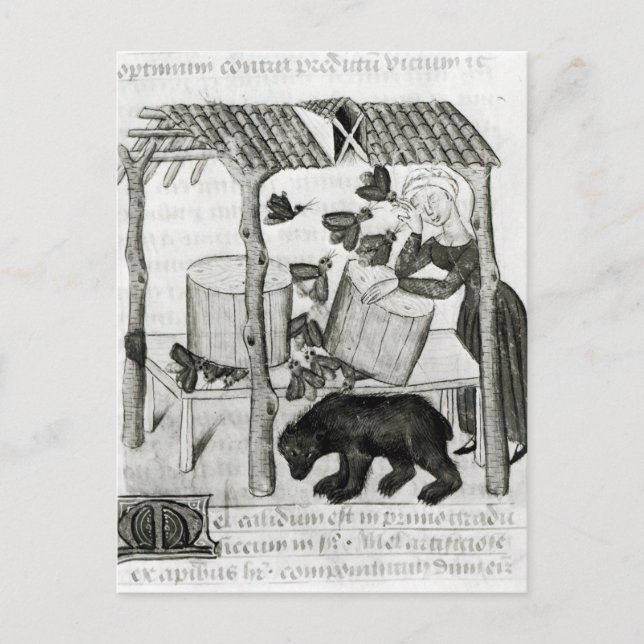 Honig sammeln postkarte (Vorderseite)