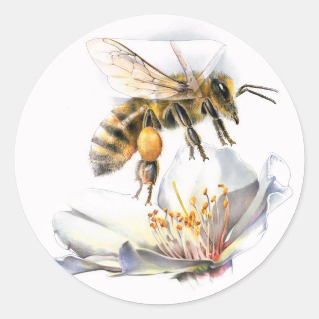 Honigbiene auf Blume Runder Aufkleber (Vorderseite)