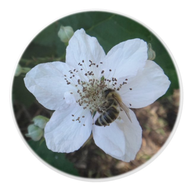 Honigbiene auf Brombeerblüte Keramikknauf (Vorderseite)
