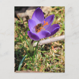 Honigbiene auf Crocus Postkarte