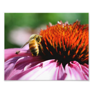 Honigbiene auf der Blume Nah bis 8x10 Fotodruck