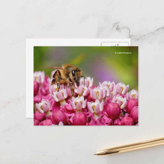 Honigbiene auf der Pflanze Narrowleaf Milkweed Postkarte (Vorderseite/Rückseite Beispiel)
