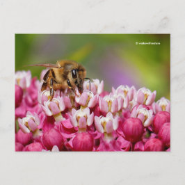 Honigbiene auf der Pflanze Narrowleaf Milkweed Postkarte