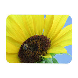 Honigbiene auf einem Sonnenblumenmagnet Magnet