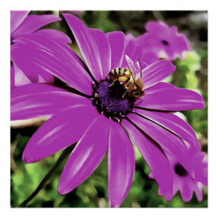 Honigbiene auf einer Lila afrikanischen Daisy Art Poster