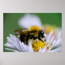 Honigbiene auf einer weißen Blume Poster