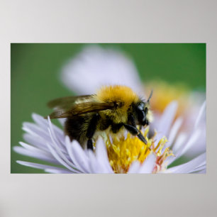 Honigbiene auf einer weißen Blume Poster