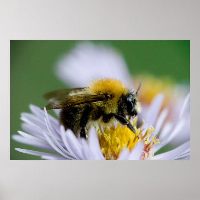 Honigbiene auf einer weißen Blume Poster (Vorne)