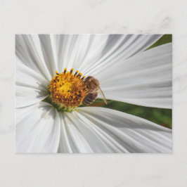 Honigbiene auf einer White Cosmos-Blume Postkarte
