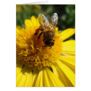 Honigbiene auf gelben Sonnenblumen Farbe mild