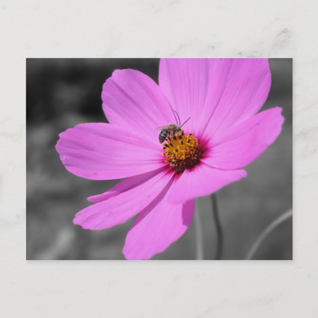 Honigbiene auf Kosmos Blume Schwarz und Weiß Postkarte (Vorderseite)