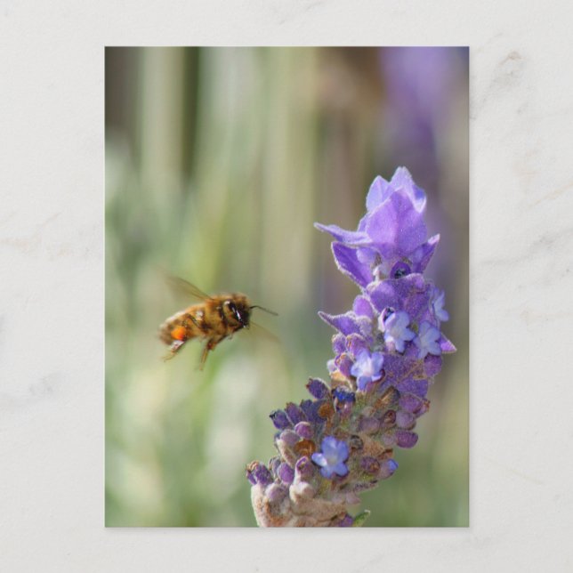 Honigbiene auf Lavendel Postkarte (Vorderseite)