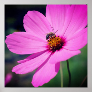 Honigbiene auf rosa Kosmos Blume Nah Poster