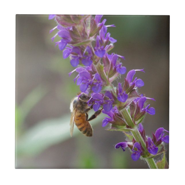 Honigbiene auf Salvia Fliese (Vorderseite)