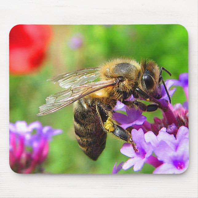 Honigbiene auf Verbene Mousepad (Vorne)