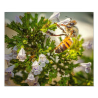 Honigbiene auf Wildblumen – Naturdruck eines Bestä