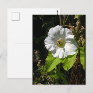 Honigbiene auf wilder Morgenpracht Postkarte
