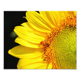 Honigbiene bei einem Besuch einer Sonnenblume Fotodruck