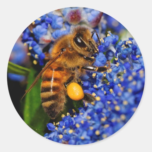 Honigbiene: California Lilac Pollinator Runder Aufkleber (Vorderseite)