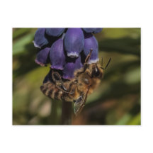 Honigbiene genießt eine dunkelblaue Blume