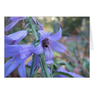 Honigbiene im Harebell