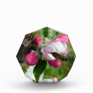 Honigbiene in rosa Apfelblüte Acryl-Fotoblo Fotoblock