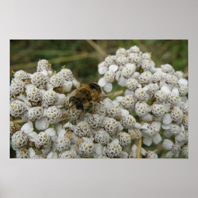 Honigbiene und Blume Poster (Vorne)