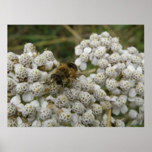 Honigbiene und Blume Poster