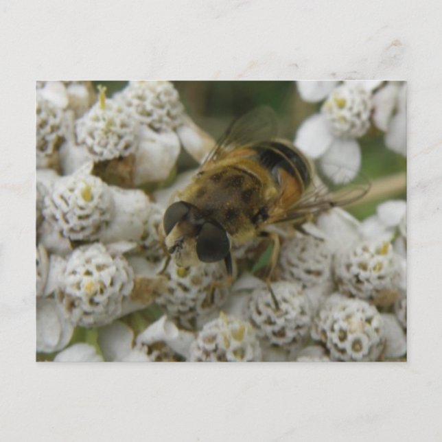 Honigbiene und Blume Postkarte (Vorderseite)