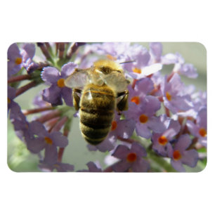 Honigbiene und Buddleia-Blume Flexi Magnet