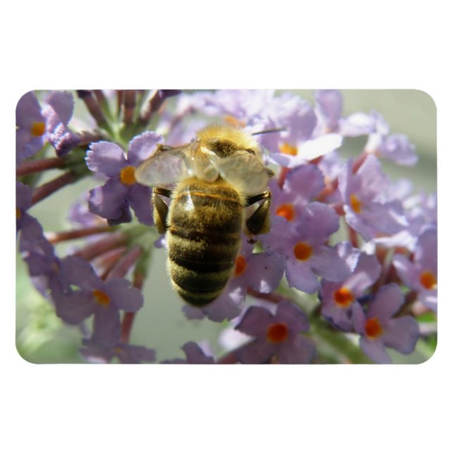 Honigbiene und Buddleia-Blume Flexi Magnet (Horizontal)
