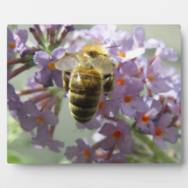 Honigbiene und Buddleia Blume Plaque Fotoplatte (Vorderseite)