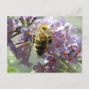 Honigbiene und Buddleia-Blume Postkarte